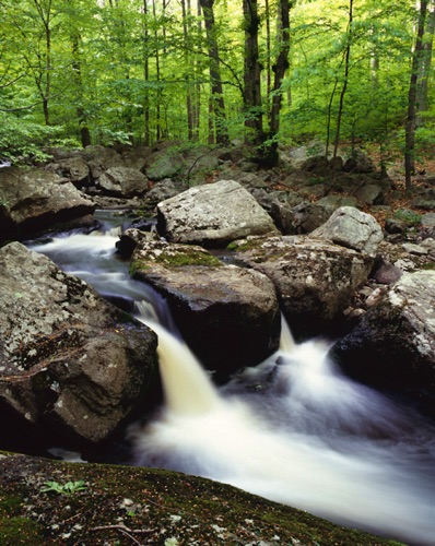 Hollow Brook 1, Teetertown Ravine, Hunterdon County, NJ (MF).jpg